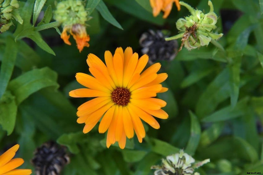 Calendula Officinalis: A Versatile, Colourful Flower