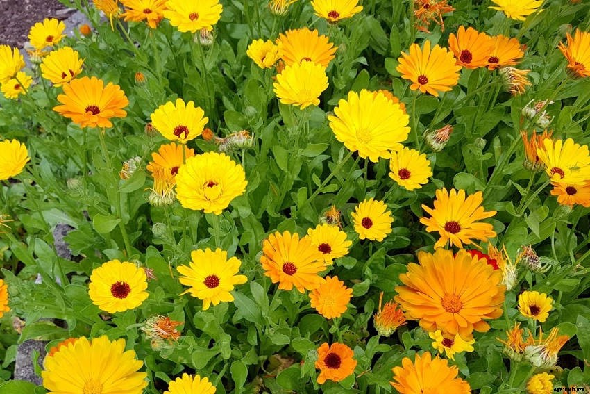 Calendula Officinalis: A Versatile, Colourful Flower