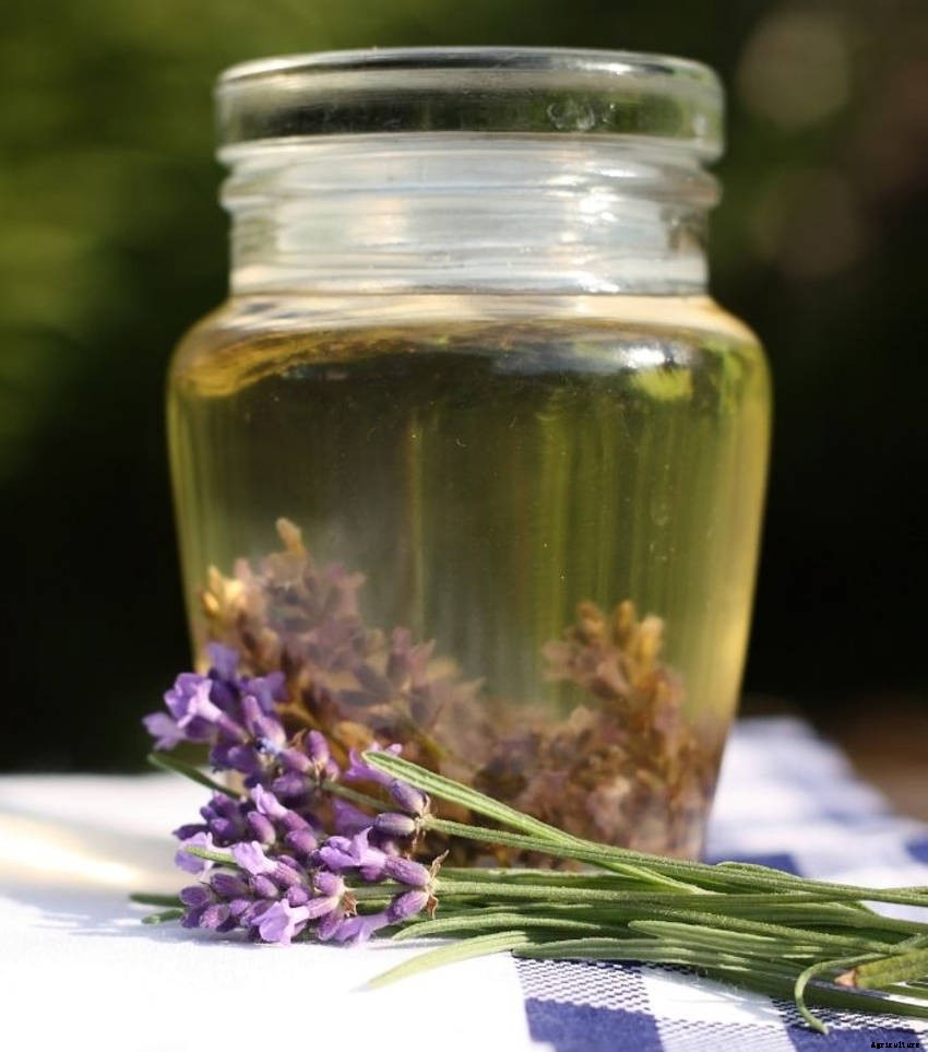 6 Ways to Utilise the Lavender in Your Garden