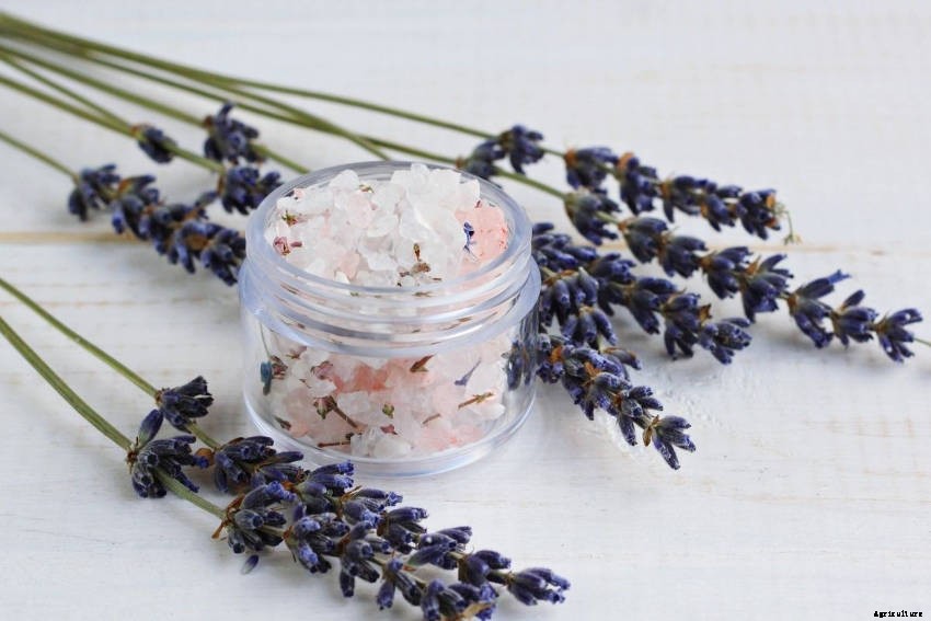6 Ways to Utilise the Lavender in Your Garden