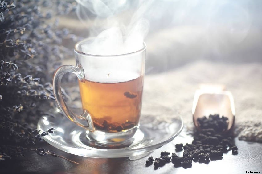 6 Ways to Utilise the Lavender in Your Garden