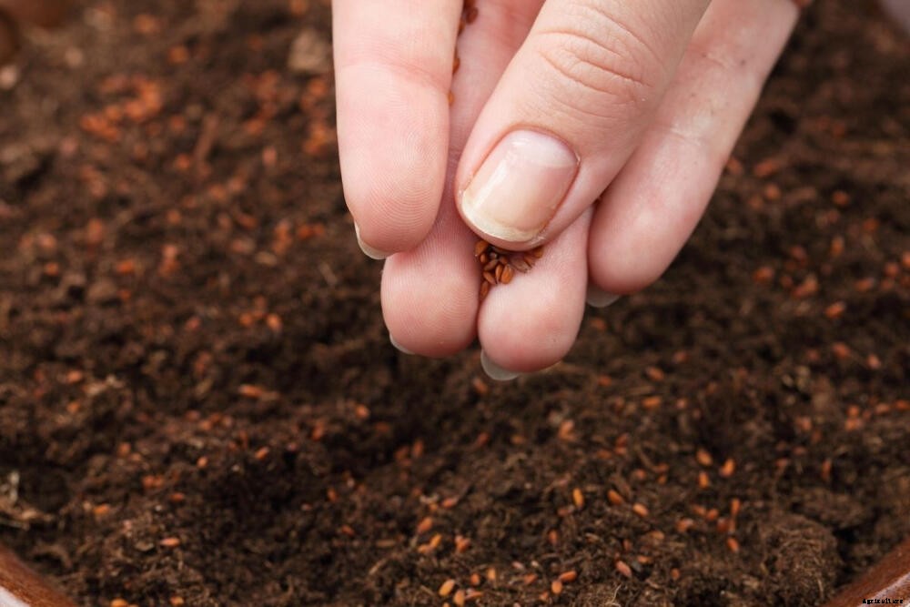 Watercress: A Prolific Crop of Peppery Goodness