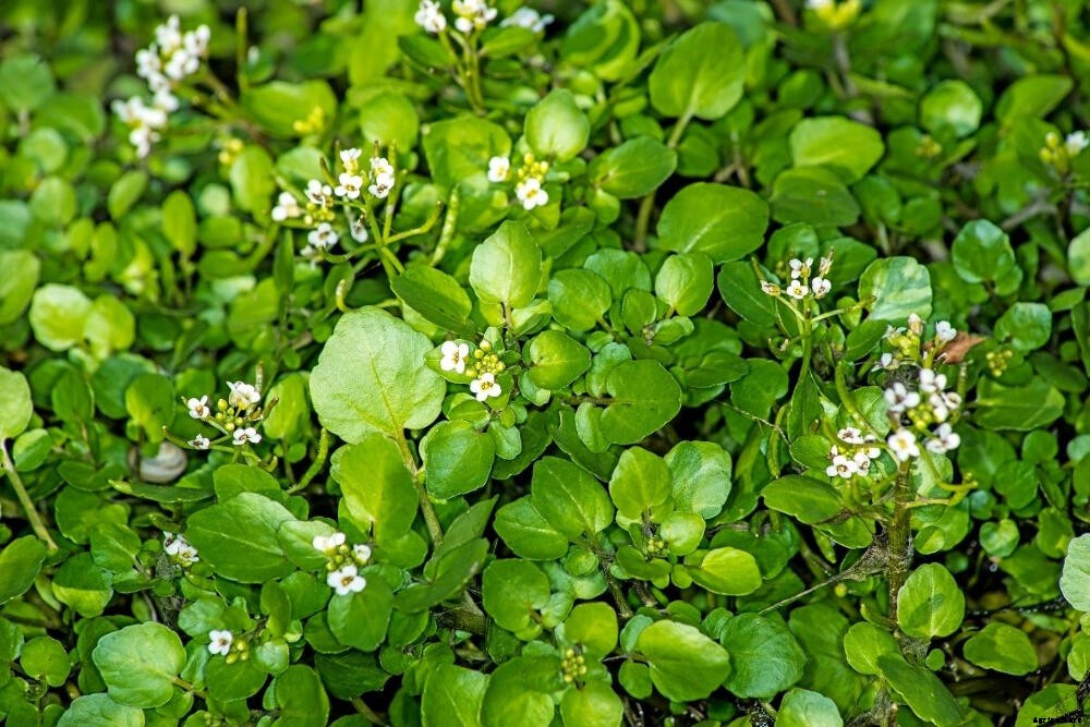 Watercress: A Prolific Crop of Peppery Goodness