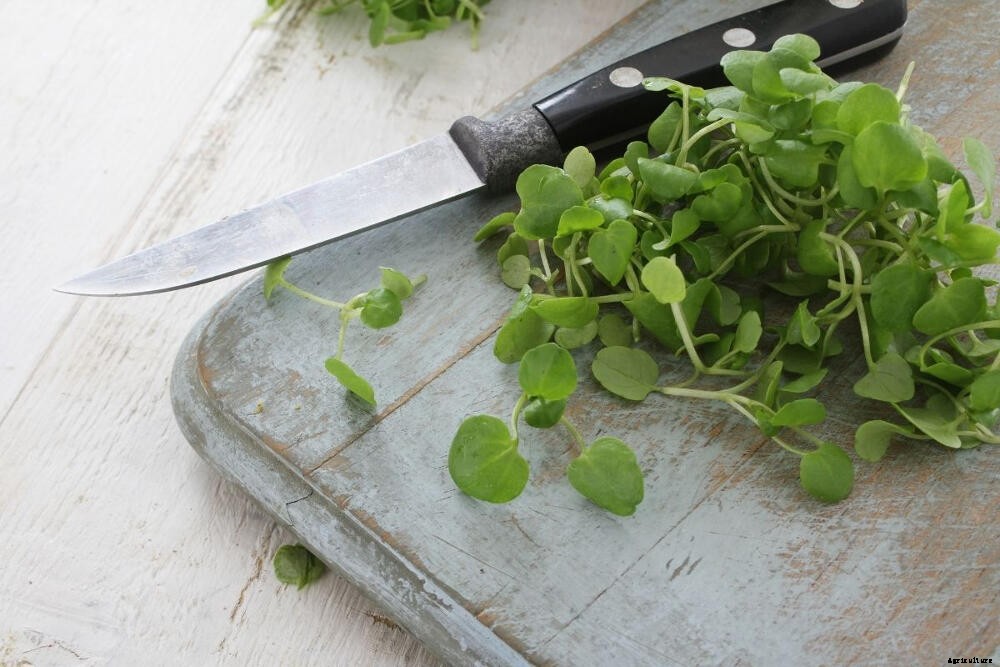 Watercress: A Prolific Crop of Peppery Goodness
