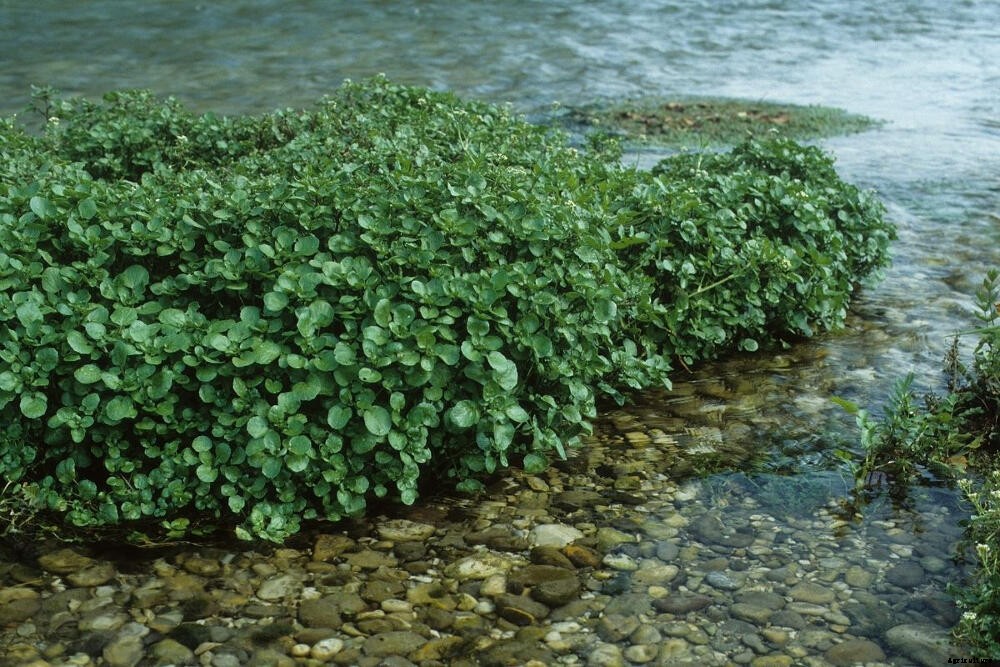 Watercress: A Prolific Crop of Peppery Goodness