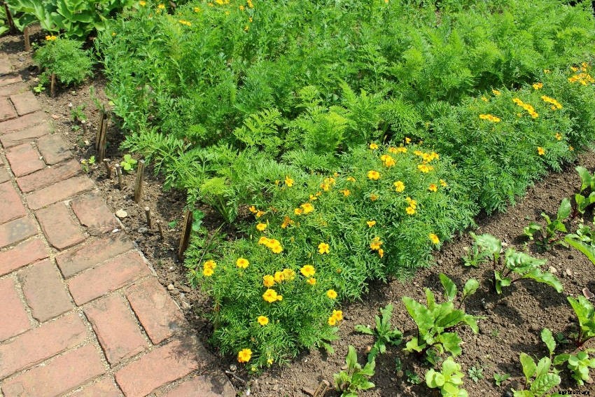 Using Trap Crops to Control Pests - Completely Organically