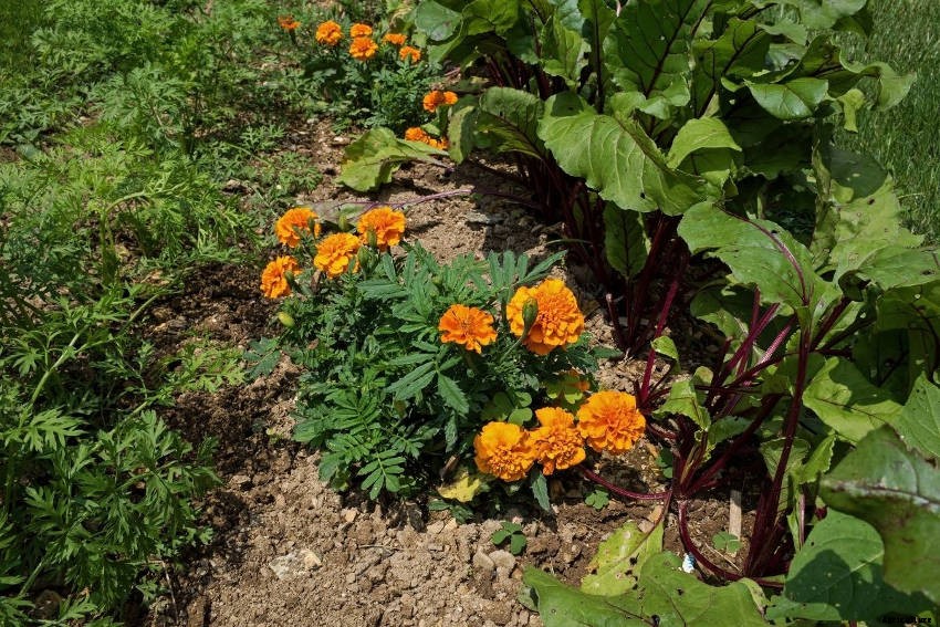 Using Trap Crops to Control Pests - Completely Organically