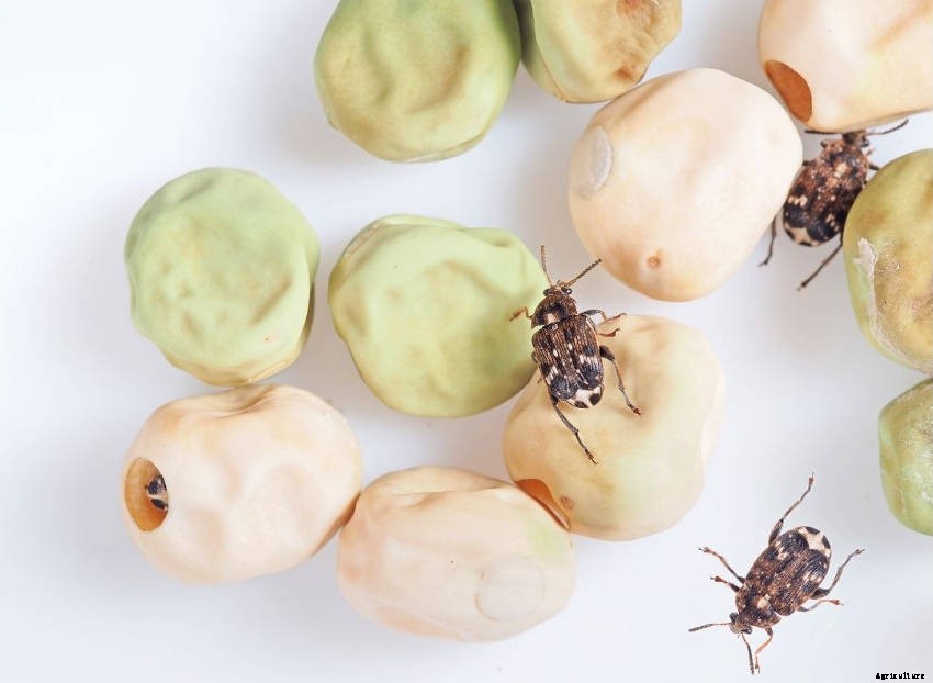 How to Protect Your Pea Plants from Pea Beetle Damage