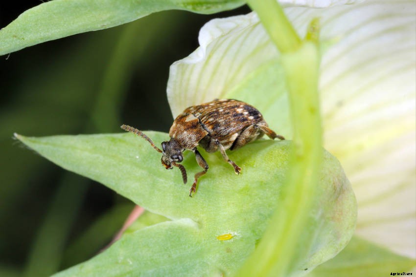 How to Protect Your Pea Plants from Pea Beetle Damage