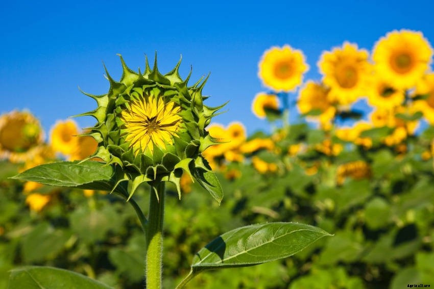 Heliotropism: Why Some Sun-Loving Plants Track Across the Sky