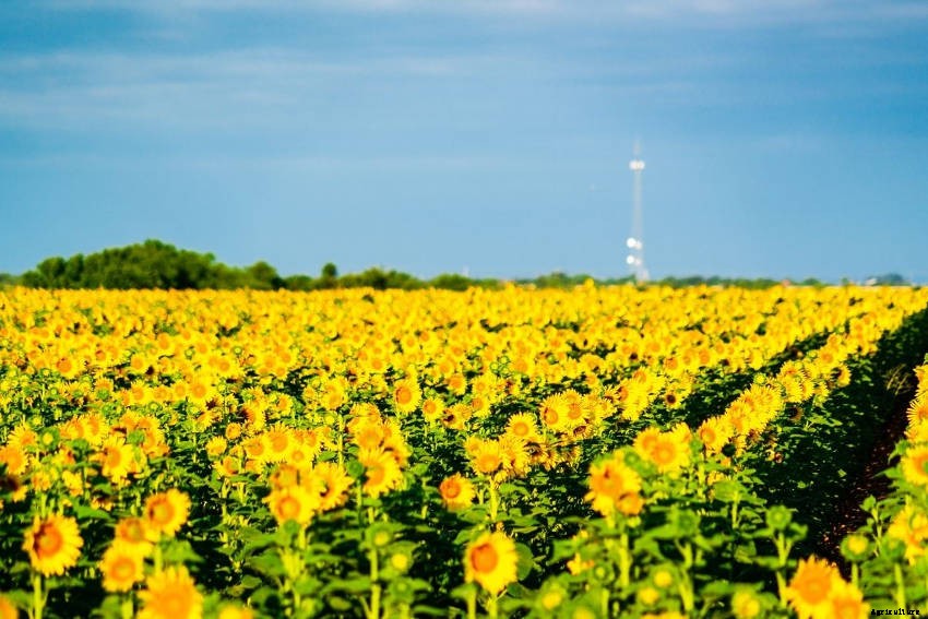 Heliotropism: Why Some Sun-Loving Plants Track Across the Sky