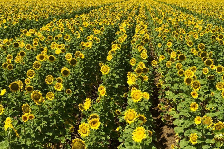 Heliotropism: Why Some Sun-Loving Plants Track Across the Sky