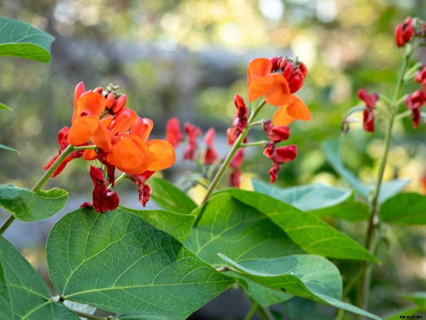 Scarlet Runner Beans - How to Grow from Seed to Harvest