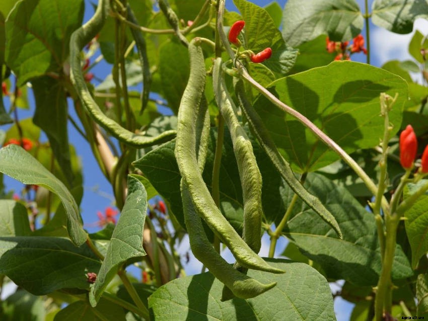 Scarlet Runner Beans - How to Grow from Seed to Harvest