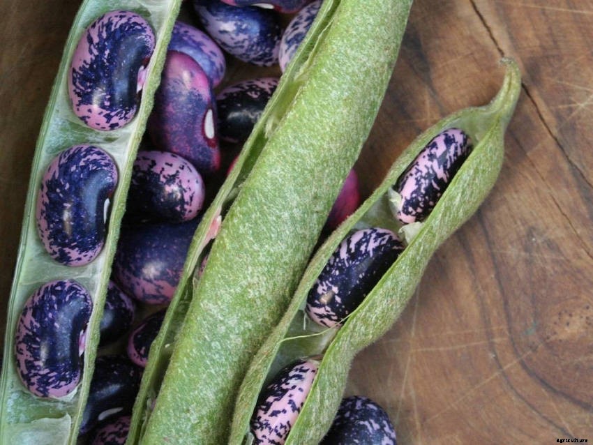Scarlet Runner Beans - How to Grow from Seed to Harvest