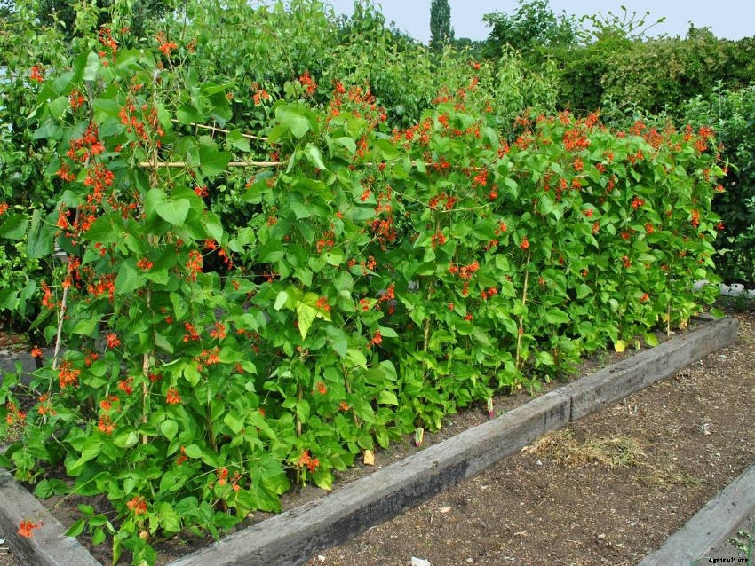 Scarlet Runner Beans - How to Grow from Seed to Harvest