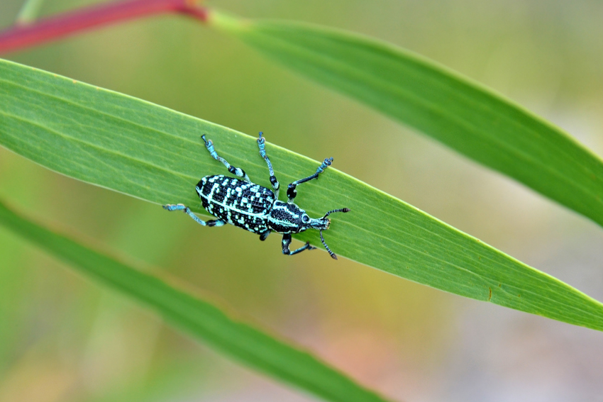 Garden Weevils: Flightless but Voracious Insect Pests
