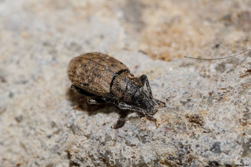 Garden Weevils: Flightless but Voracious Insect Pests