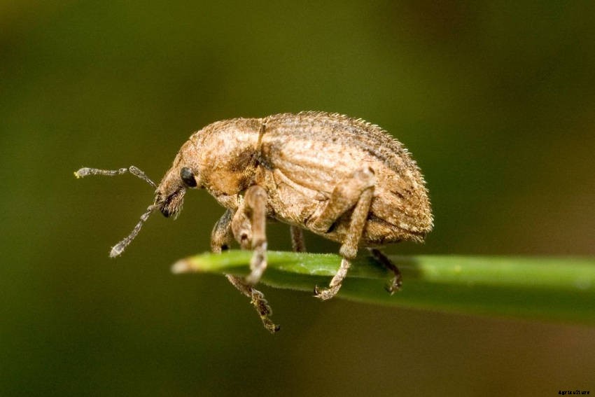 Garden Weevils: Flightless but Voracious Insect Pests