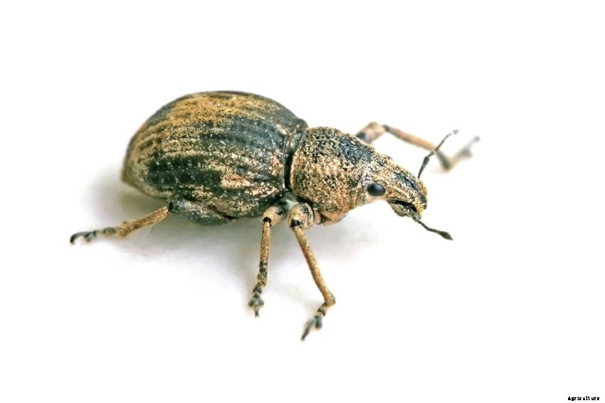 Garden Weevils: Flightless but Voracious Insect Pests