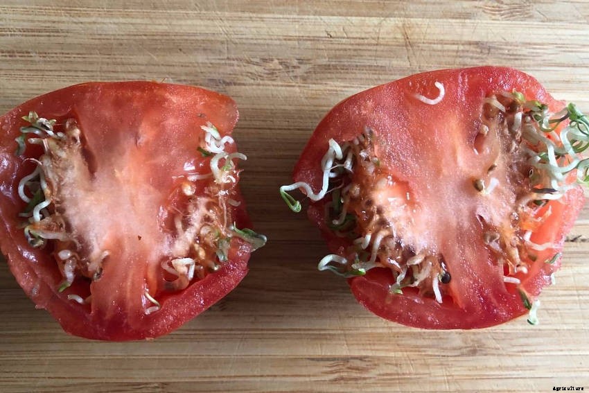 Vivipary: An Unusual, Unsettling, and Fascinating Phenomenon