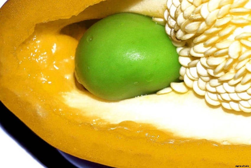 Vivipary: An Unusual, Unsettling, and Fascinating Phenomenon