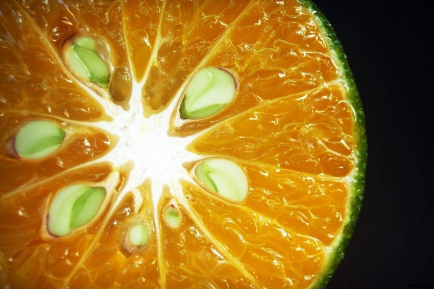 Vivipary: An Unusual, Unsettling, and Fascinating Phenomenon