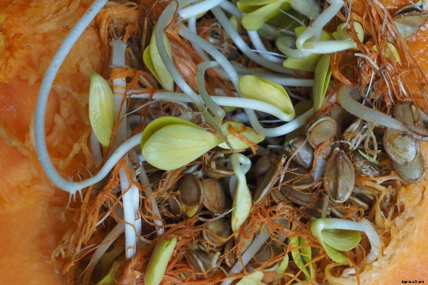 Vivipary: An Unusual, Unsettling, and Fascinating Phenomenon