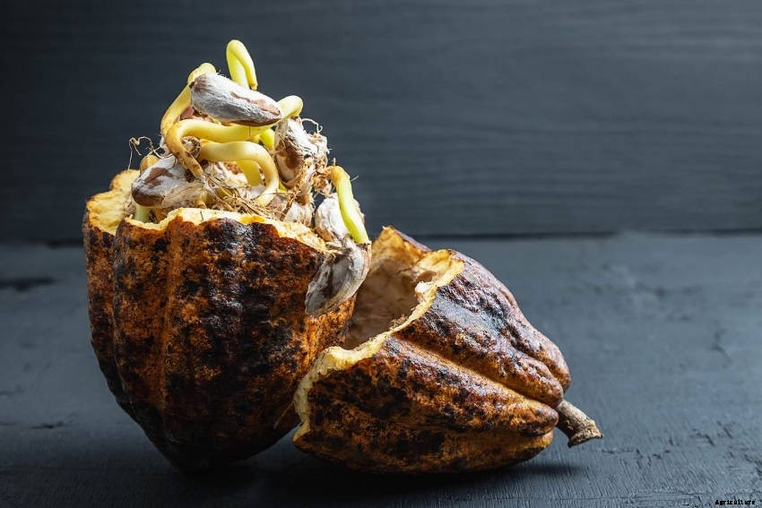 Vivipary: An Unusual, Unsettling, and Fascinating Phenomenon