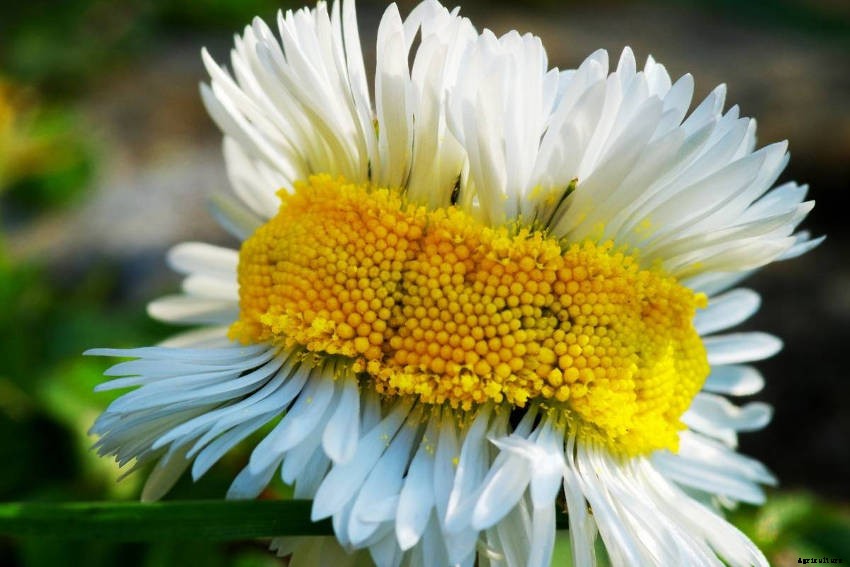 Fasciation: What It Is and How It Can Affect Your Plants