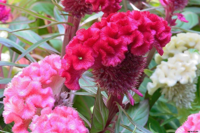 Fasciation: What It Is and How It Can Affect Your Plants