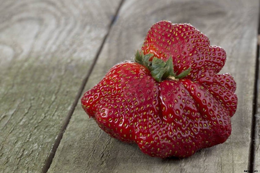 Fasciation: What It Is and How It Can Affect Your Plants