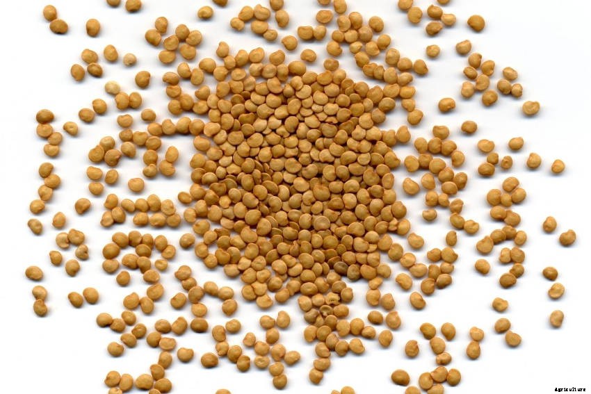 How to Grow Eggplant: From Seed to Harvest