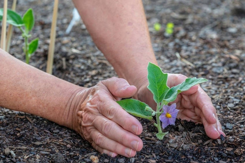 How to Grow Eggplant: From Seed to Harvest