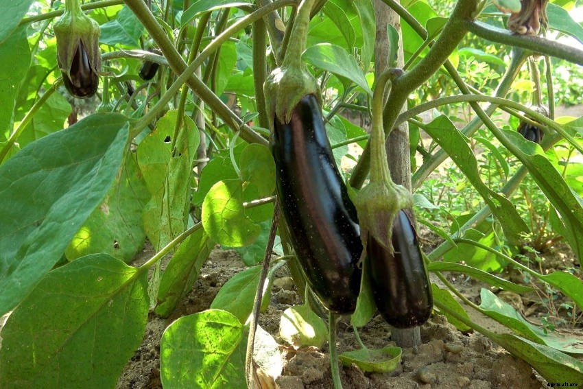How to Grow Eggplant: From Seed to Harvest