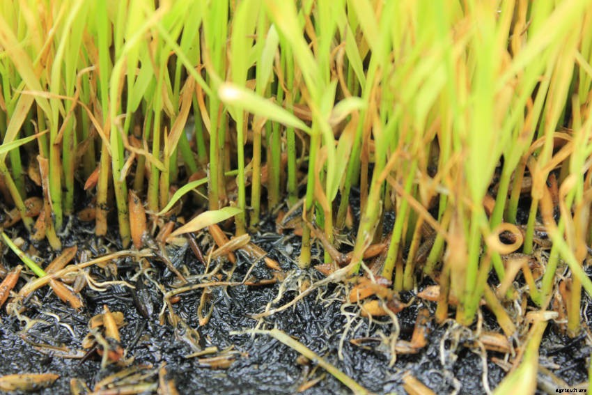 What Is Damping Off, and How Can You Avoid It?