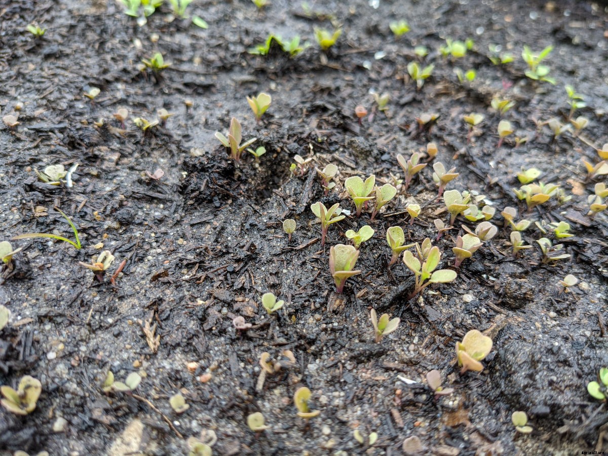How to Water Seeds Safely Without Washing Them Away