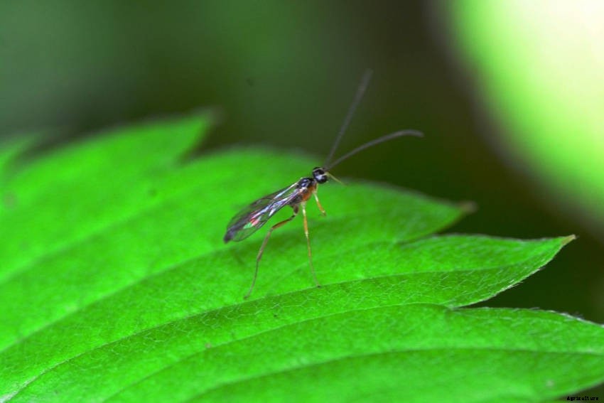 Fungus Gnats: Combining Annoyance and Unseen Danger