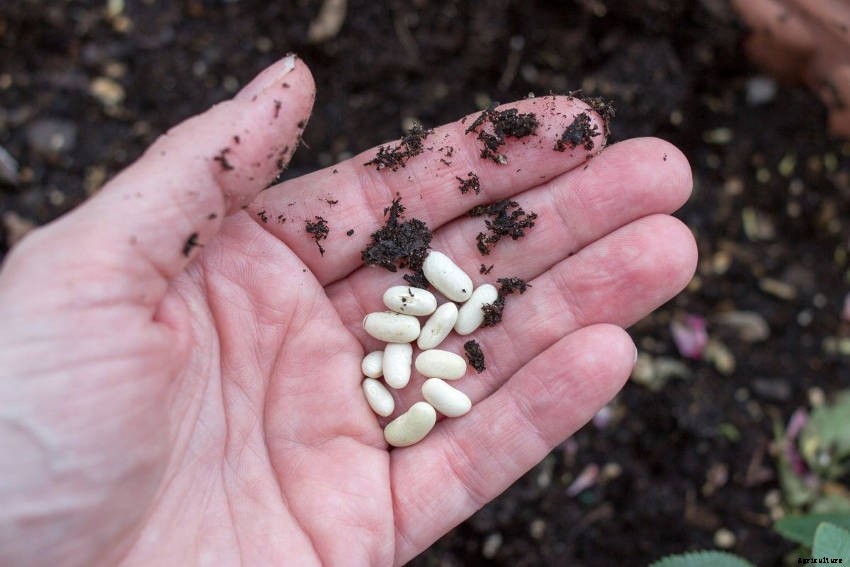 Green Beans: A Vegetable Patch Staple