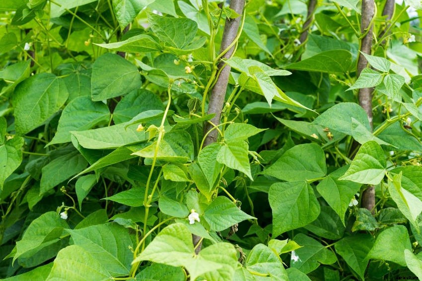 Green Beans: A Vegetable Patch Staple