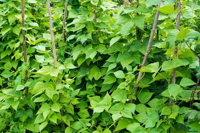 Green Beans: A Vegetable Patch Staple