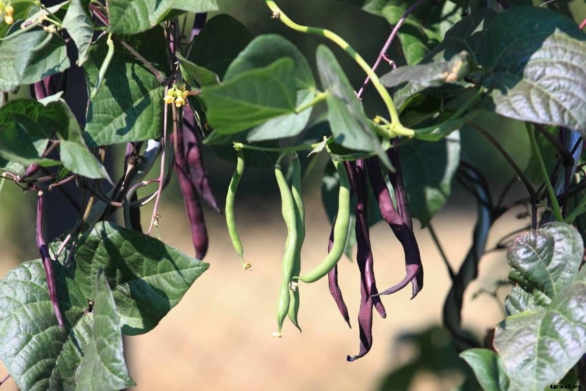 Green Beans: A Vegetable Patch Staple