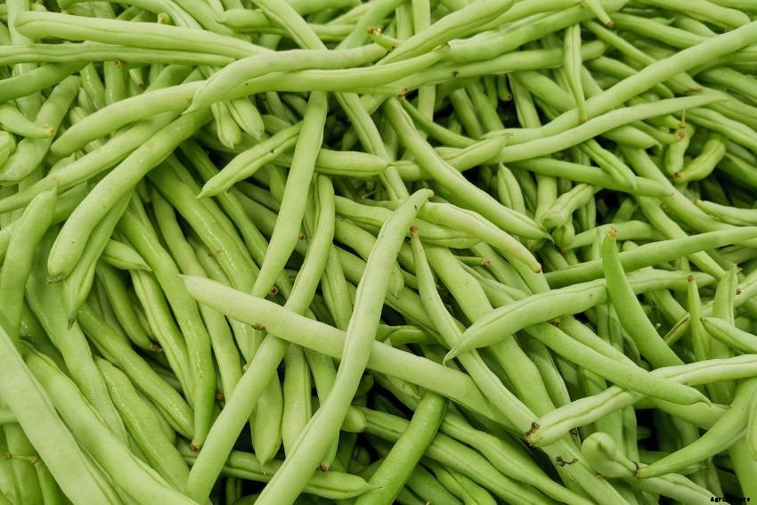 Green Beans: A Vegetable Patch Staple