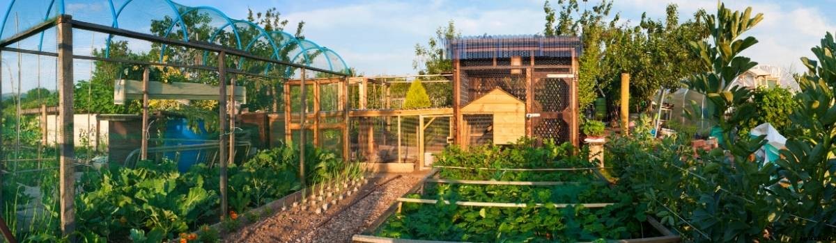 Garden Tips- October 2020