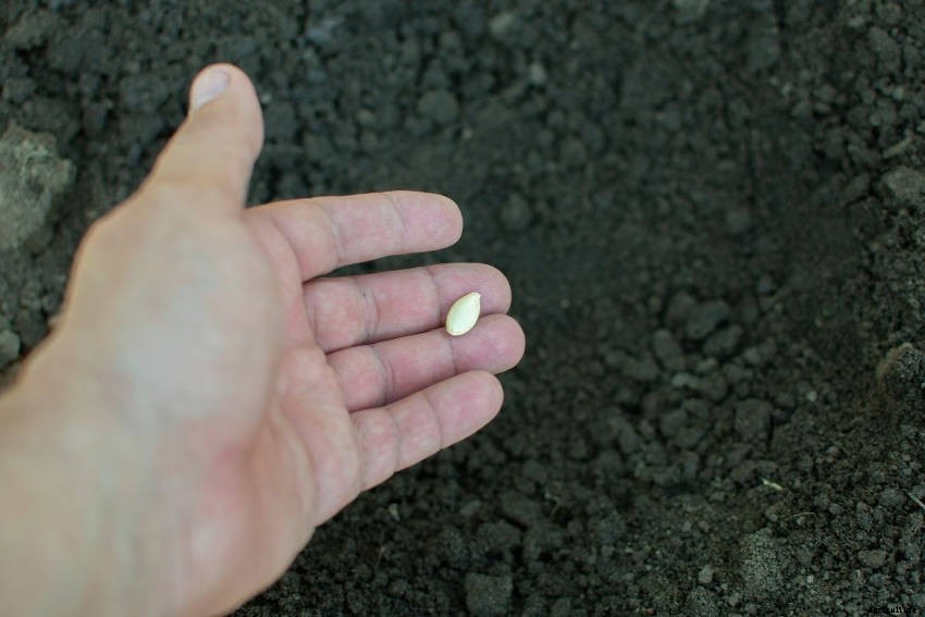 How to Grow Zucchini: Simple, Productive, and Versatile