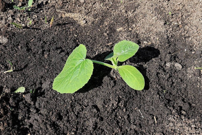 How to Grow Zucchini: Simple, Productive, and Versatile