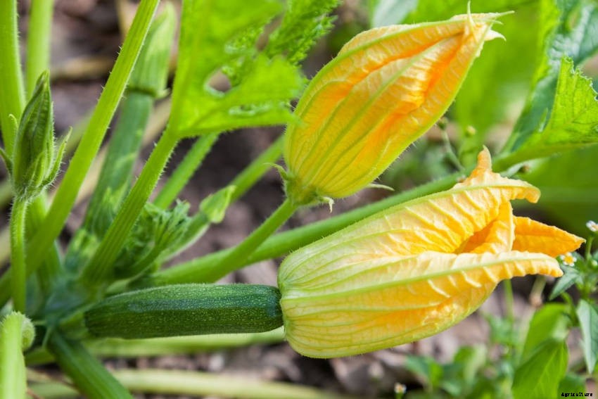How to Grow Zucchini: Simple, Productive, and Versatile