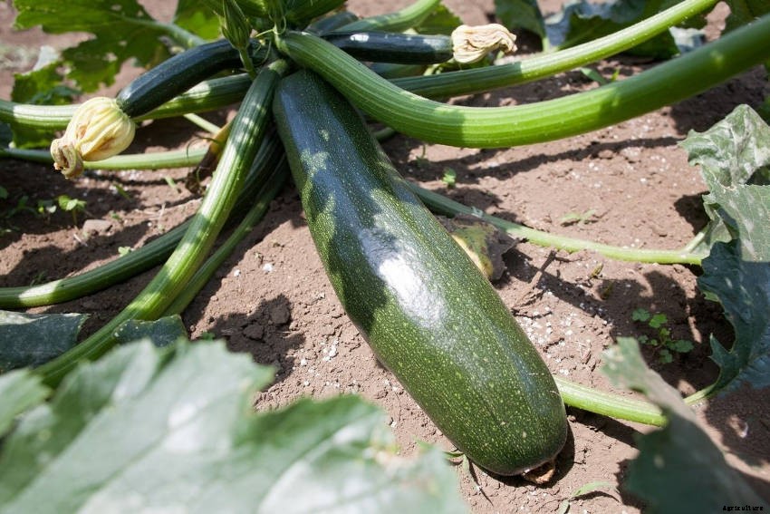 How to Grow Zucchini: Simple, Productive, and Versatile