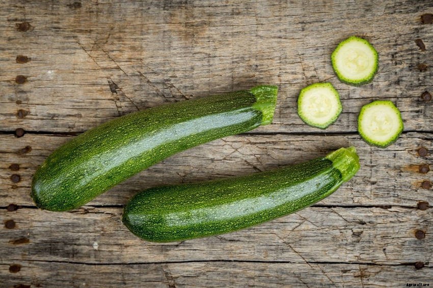 How to Grow Zucchini: Simple, Productive, and Versatile