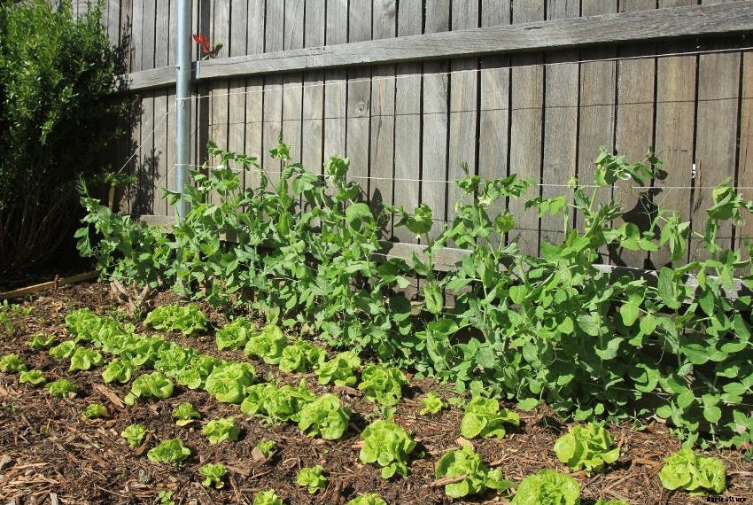 Why Days to Maturity is Such a Useful Figure for Gardeners